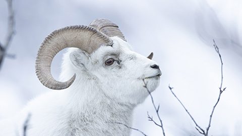 カナダ・ユーコンの国立公園で、冬に出会える野生動物たち