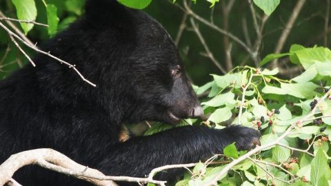 キャンプ場でクマに遭遇しないためには？本当の対策をプロに聞いた