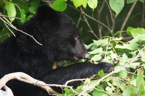 キャンプ場でクマに遭遇しないためには？本当の対策をプロに聞いた