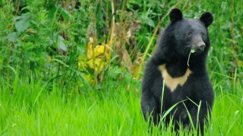 登山でクマに会わないためにどうすればいい？ 専門家に聞いた！（前編）