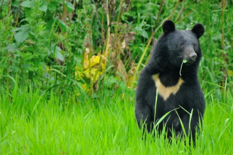 登山でクマに会わないためにどうすればいい？ 専門家に聞いた！（前編）
