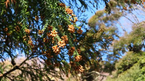 アウトドアの花粉対策に！手軽に使える「MoriLabo」シリーズ