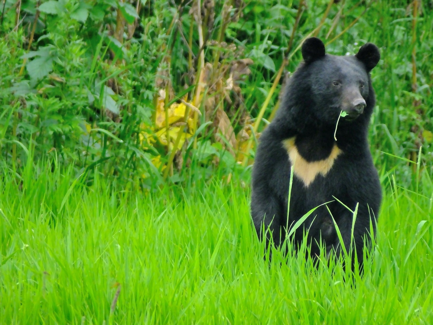 登山でクマに会わないためにどうすればいい 専門家に聞いた 前編 山 ハイキング クライミング Be Pal キャンプ アウトドア 自然派生活の情報源ビーパル