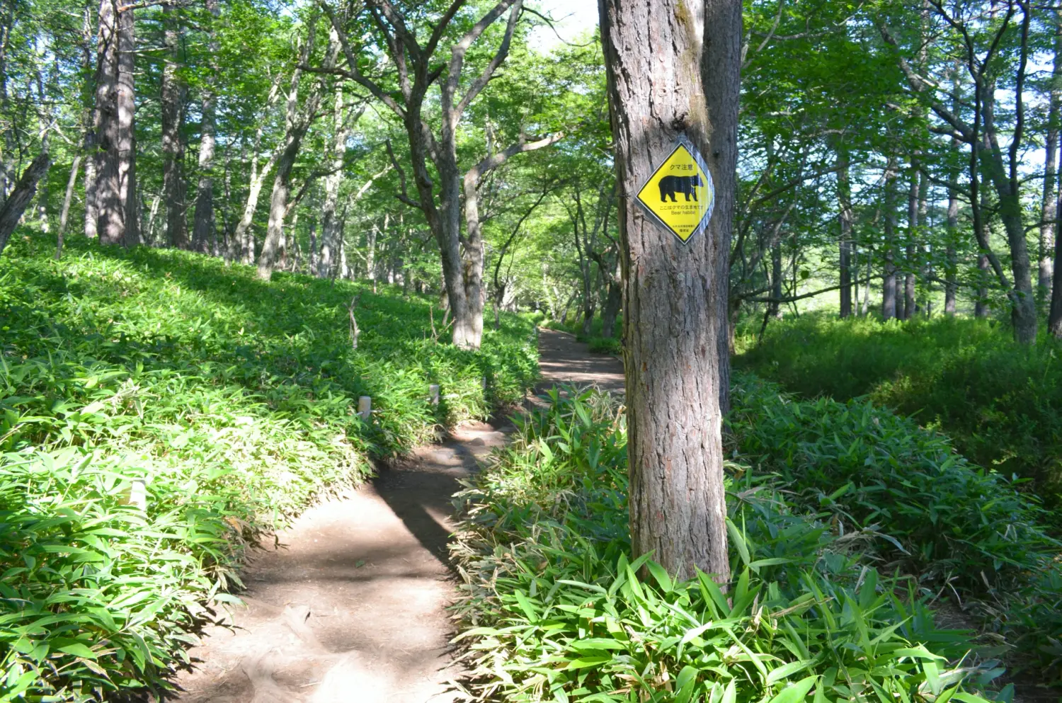 登山でクマに会わないためにどうすればいい 専門家に聞いた 前編 Be Pal