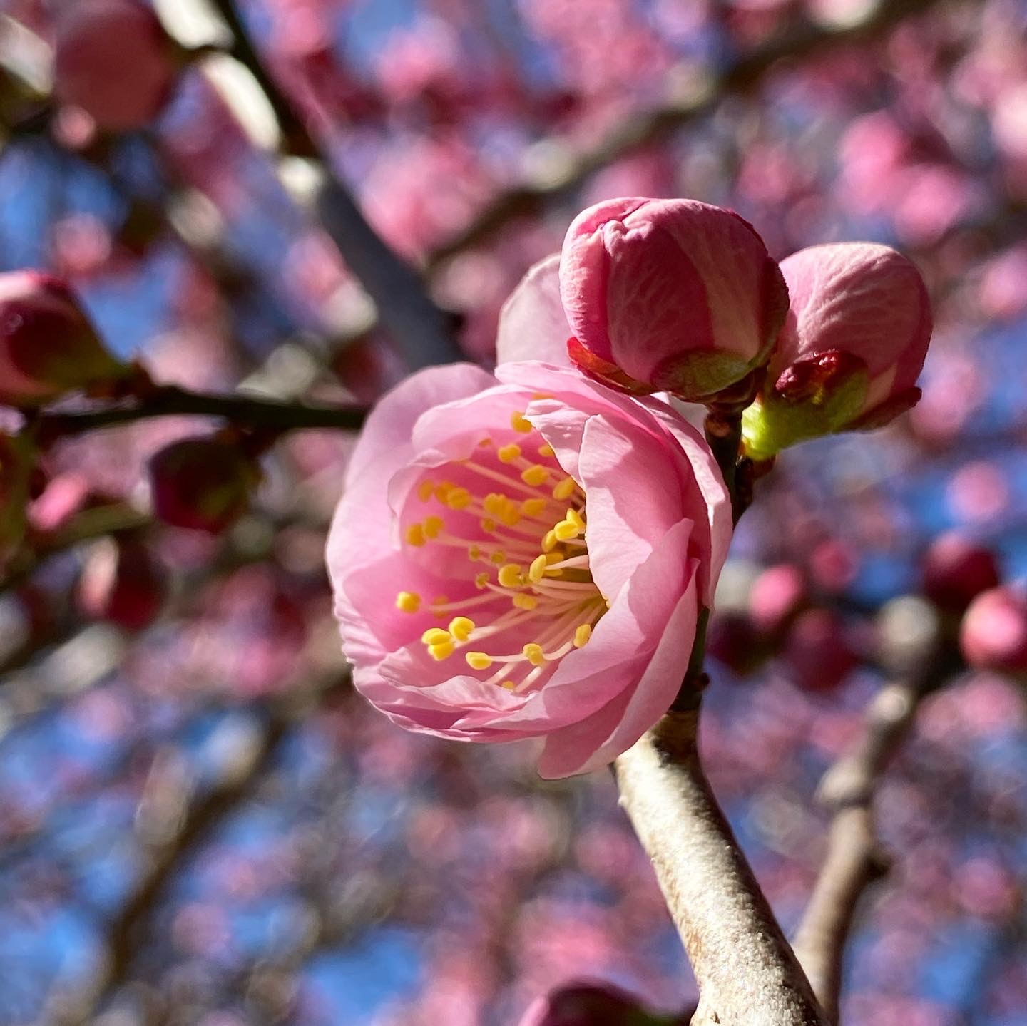 梅 桃 桜の見分け方を知ってる 雛祭り は 梅干しで 梅の花 を漬けてみよう ナチュラルライフ Be Pal キャンプ アウトドア 自然派生活の情報源ビーパル