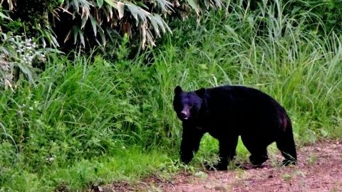 クマとの遭遇に備えて覚えておきたい行動パターンは？専門家に聞いた！（後編）