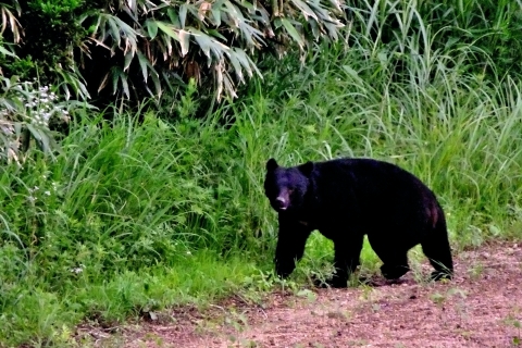 クマとの遭遇に備えて覚えておきたい行動パターンは？専門家に聞いた！（後編）