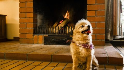 愛犬と一緒に泊まれる！ペットOKの人気のコテージ5選