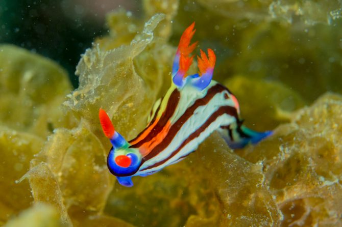 カラフルでかわいい ウミウシ 個性的でユニークな暮らしぶりとは Be Pal