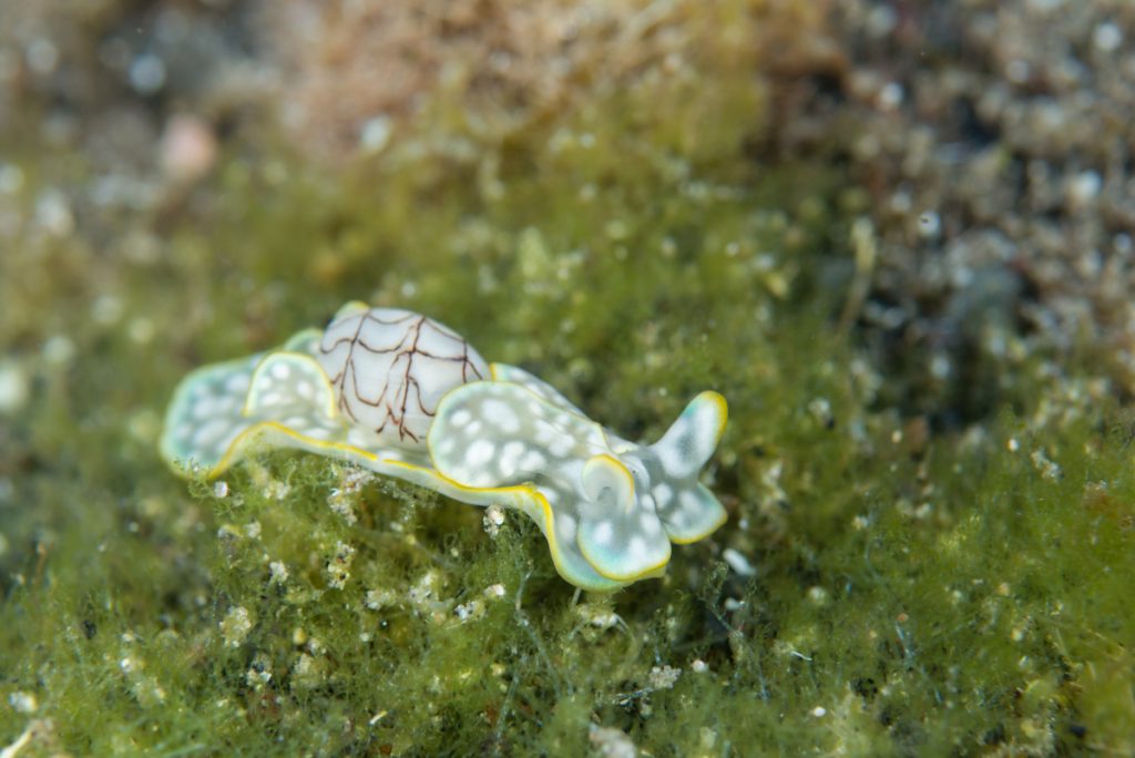 2021年はウミウシ年？！見るだけで楽しいカラフルなウミウシたち | 海・川・カヌー 【BE-PAL】キャンプ、アウトドア、自然派生活の情報源ビーパル