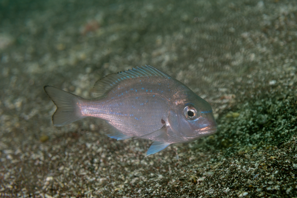 タイはたいでも カラフルで個性的なタイたち 後編 海 川 カヌー 釣り Be Pal キャンプ アウトドア 自然派生活の情報源ビーパル