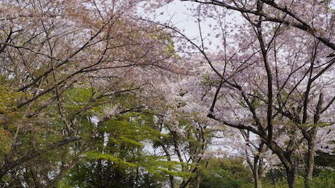 「岩石山」の巨石群は圧巻！山城があった展望最高の山を日帰り登山