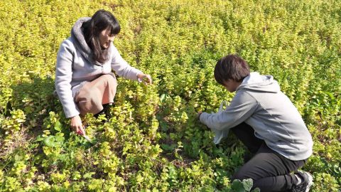 春の野草探しに出かけよう、スプリング ハズ カ〜ム！