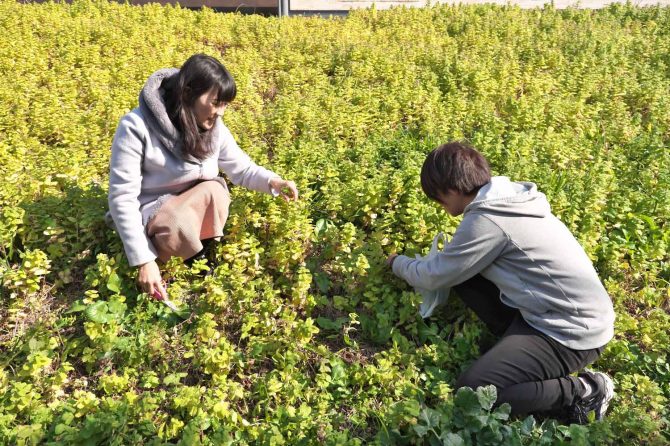 春の野草探しに出かけよう、スプリング ハズ カ〜ム！