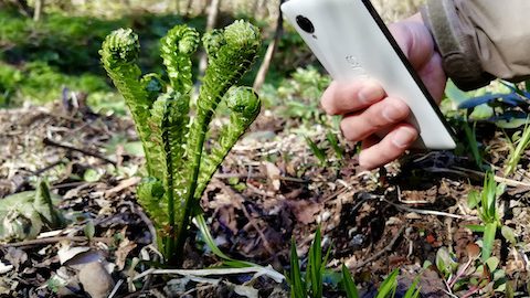 Googleレンズを山菜観察で使ってみた！山菜の名前が一発でわかるから知識ゼロでも楽しめる