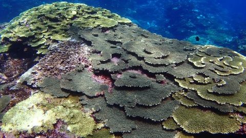 100年先もサンゴ礁と共にあるために…サンゴ礁の聖地・喜界島