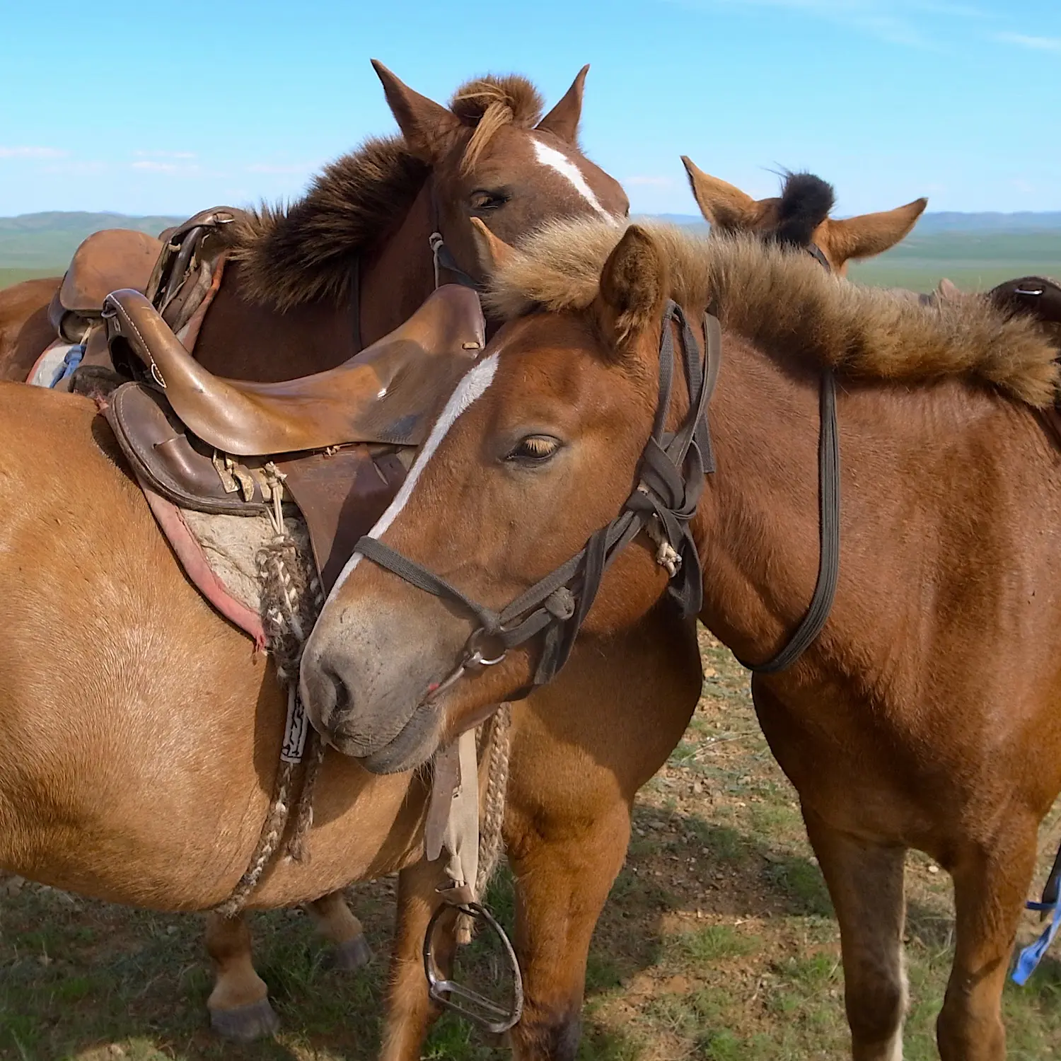 乗馬を格安ではじめる方法がある ポニー乗馬体験会へ参加してみた 公園 ご近所 Be Pal キャンプ アウトドア 自然派生活の情報源ビーパル 乗馬を格安ではじめる方法がある ポニー乗馬体験会へ参加してみた 公園 ご近所 Be Pal キャンプ アウトドア 自然派生活の情報源ビーパル
