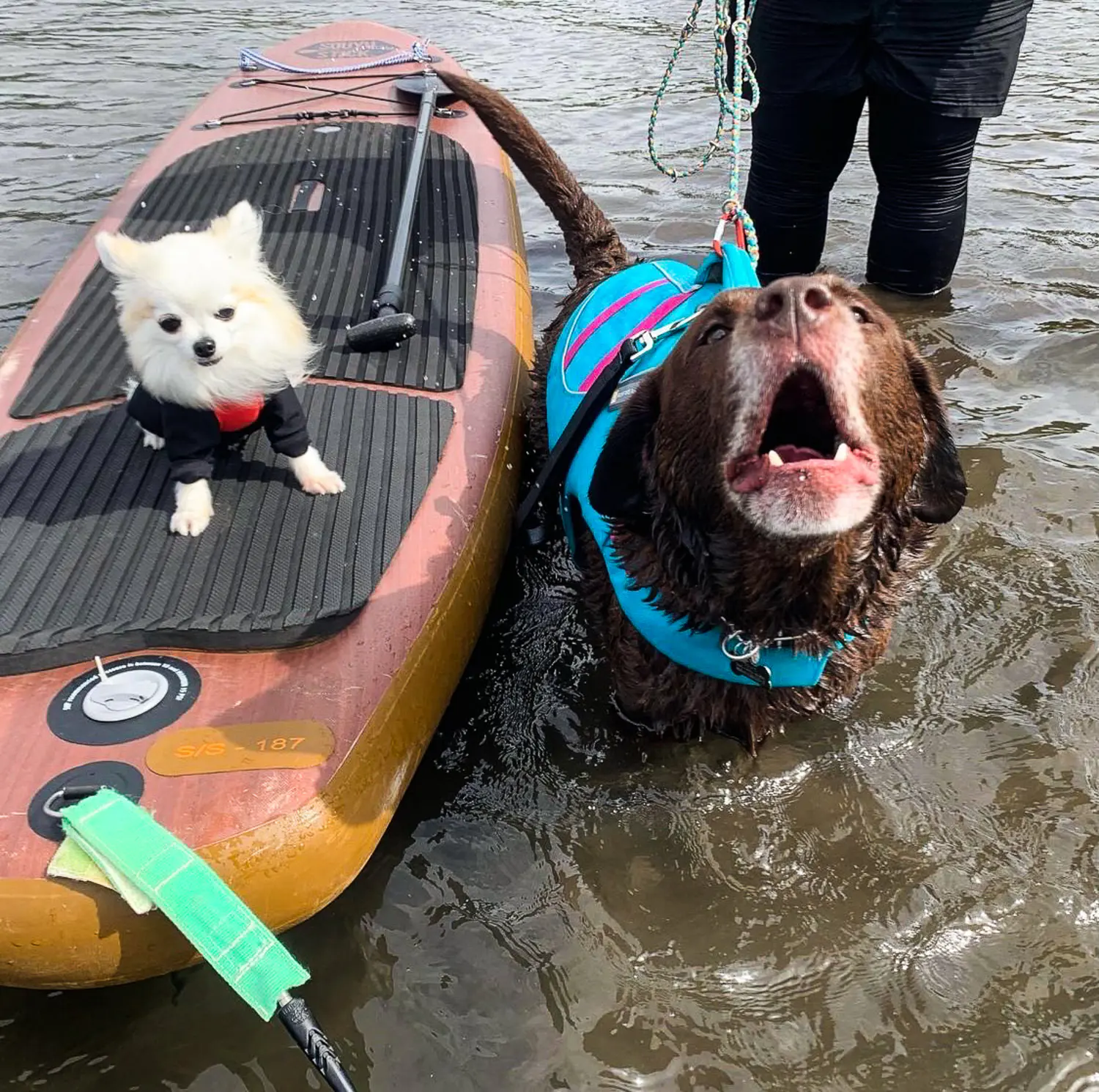 愛犬と水遊び 犬とsupを楽しむ時の装備や気をつけるポイント Be Pal
