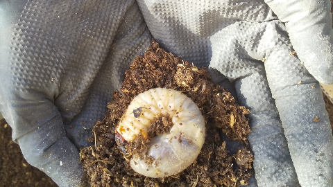 カブトムシの幼虫はどう育てる？失敗しない管理方法と豆知識を紹介