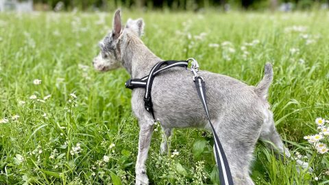 北欧生まれのイケアで手に入るエコフレンドリーな犬グッズ