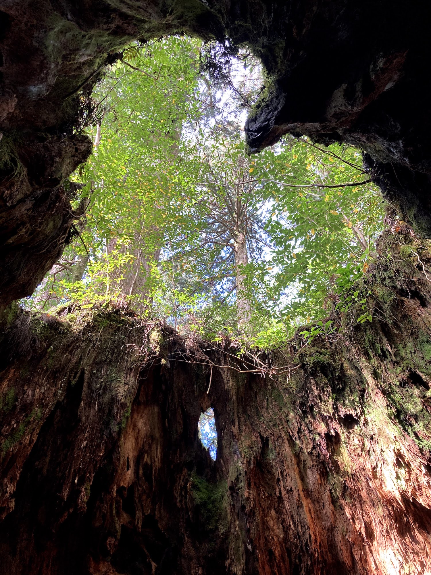 一度は訪れたい世界自然遺産の屋久島 縄文杉に会いに日帰り登山 Be Pal