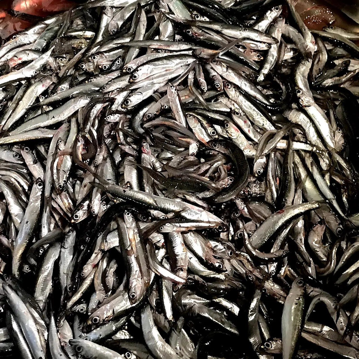 魚って高いよね を覆したい 元漁師が安くて旨い マイナー魚 をご紹介 料理 レシピ Be Pal キャンプ アウトドア 自然派生活の情報源ビーパル