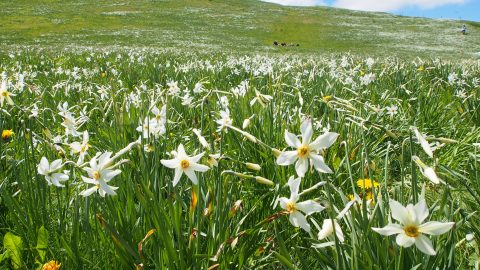 5月なのに雪？スイス・レマン湖地方に咲く伝説の花”ナルシス”に魅せられて