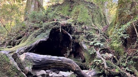 一度は訪れたい世界自然遺産の屋久島。縄文杉に会いに日帰り登山！