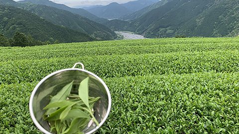 「アウトドアお茶づくり」の決定版！キャンプで蒸す行程から乾燥までやってみよう