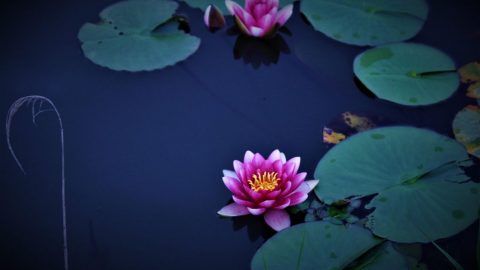 焚き火と睡蓮とキャンプ［読者投稿記事］