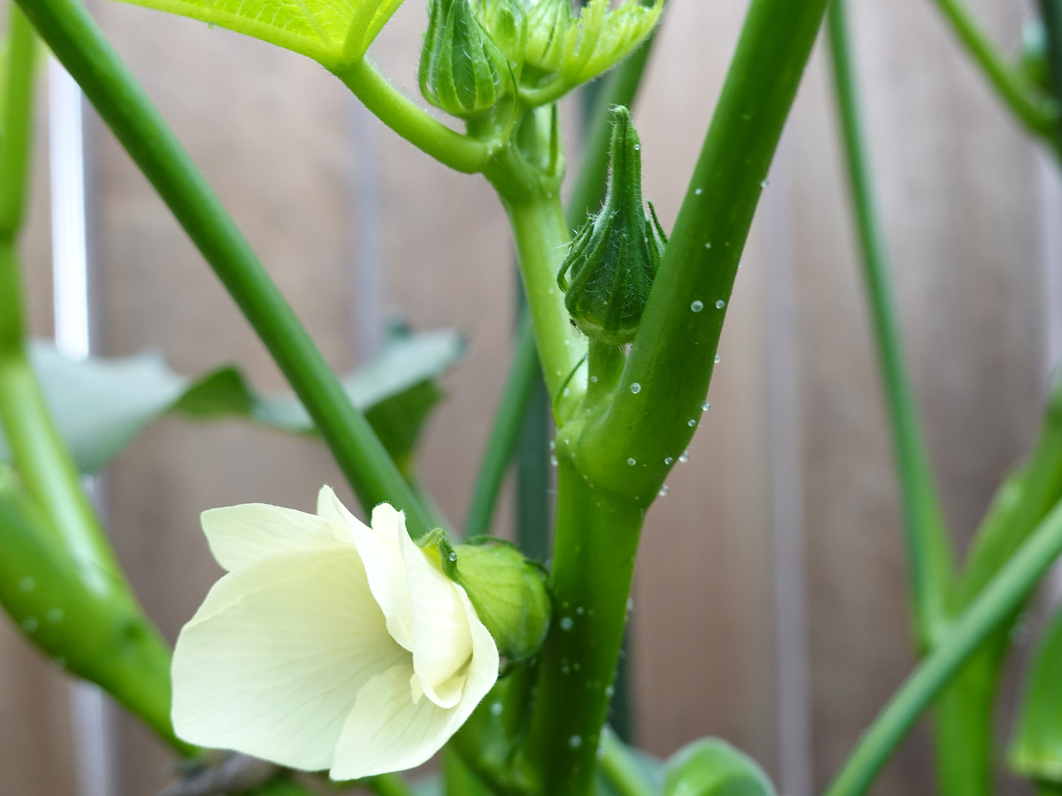 夏野菜が旬です 家計にエコ しかも楽しい家庭菜園でしっかり収穫 農業 ガーデニング Be Pal キャンプ アウトドア 自然派生活の情報源ビーパル