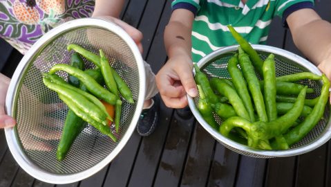 夏野菜が旬です！家計にエコ、しかも楽しい家庭菜園でしっかり収穫