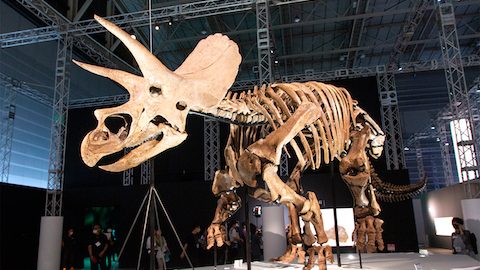 今人類が目にできる“最高のトリケラトプス”の化石が上陸。「DinoScience 恐竜科学博」