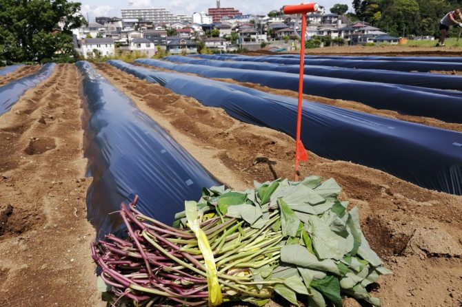 さつまいもの苗を植える