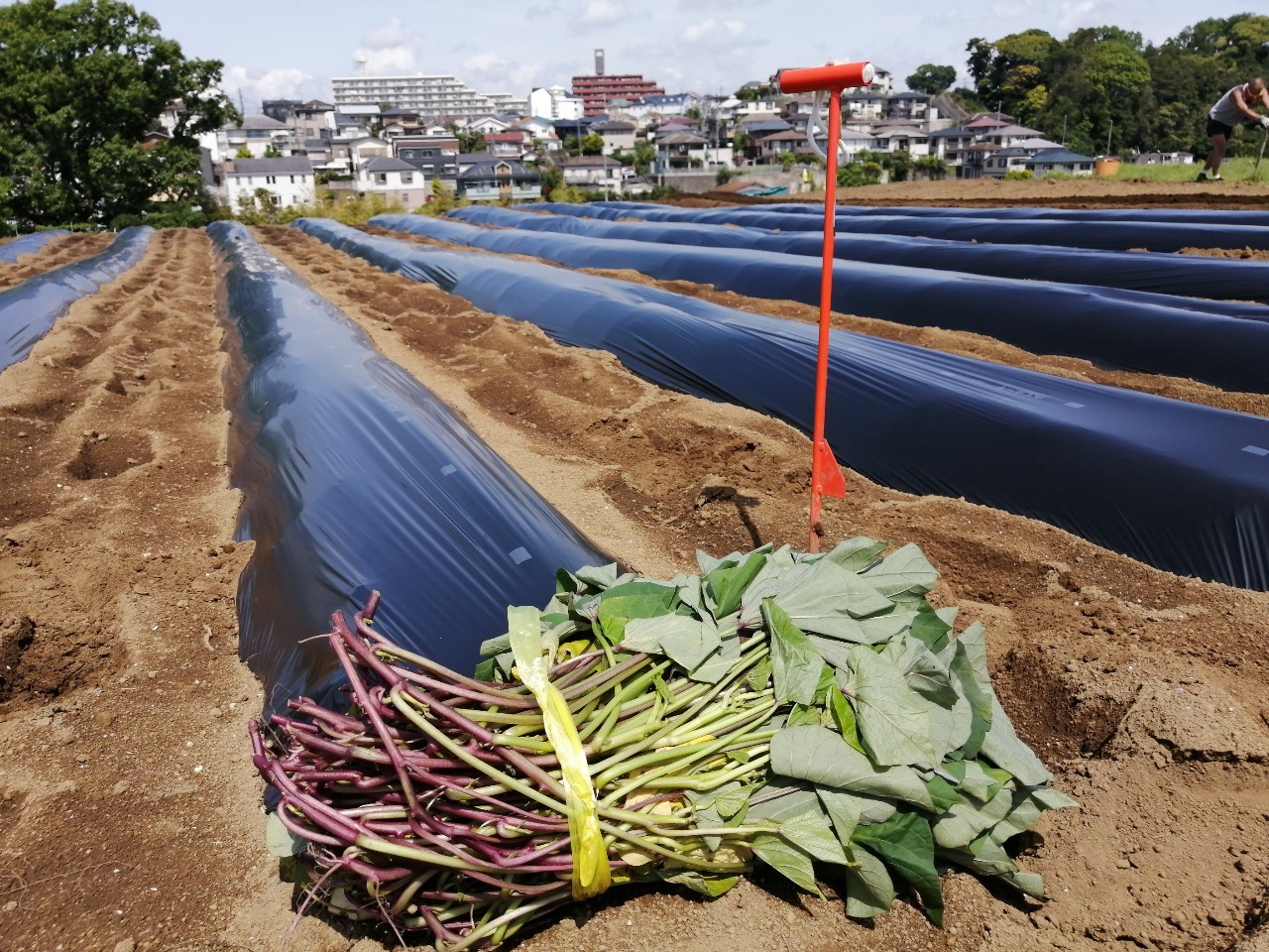 さつまいもの苗を植える