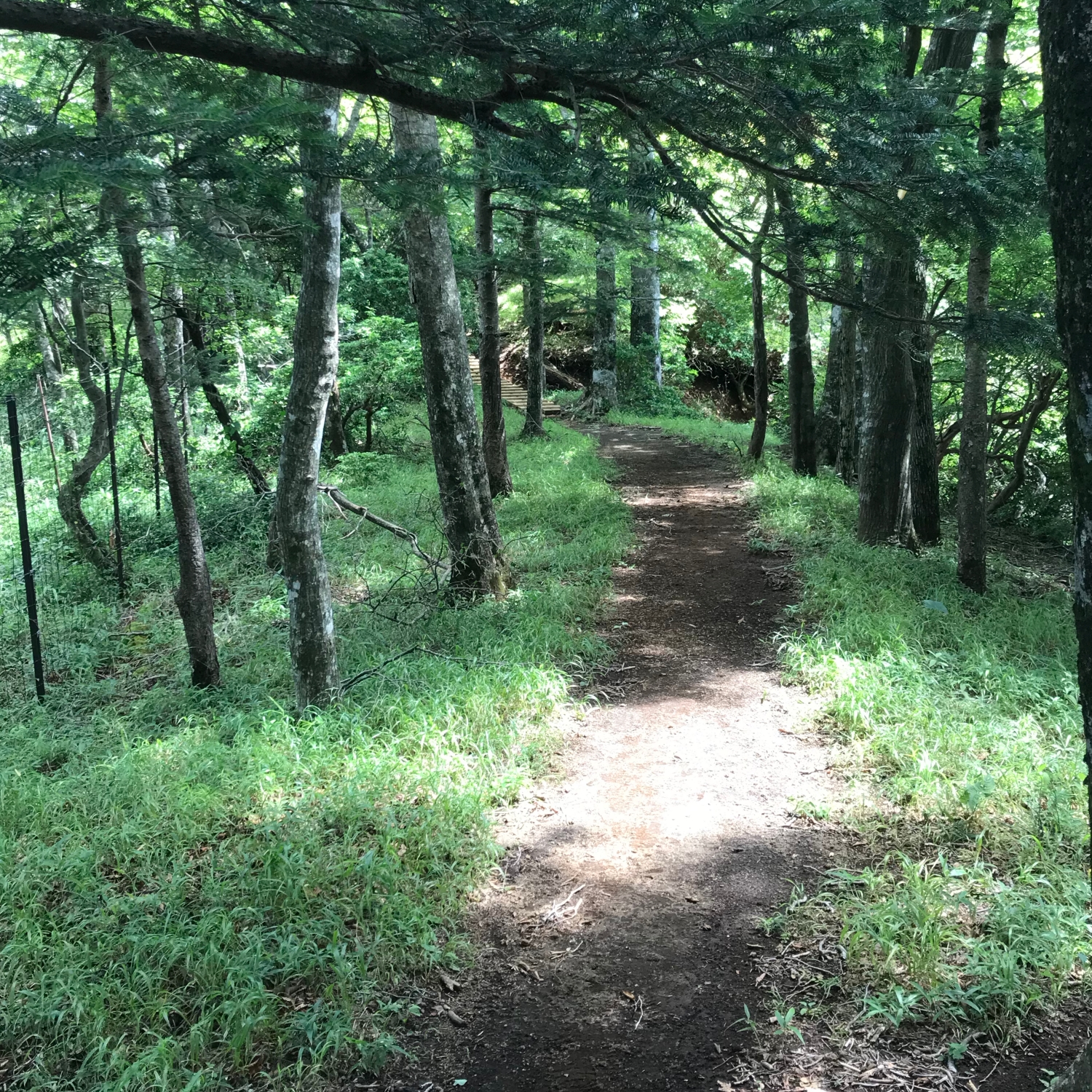 登山道