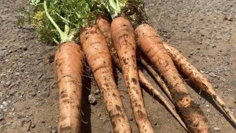 野菜界のオールラウンドプレイヤー！にんじんの奥深き調理法