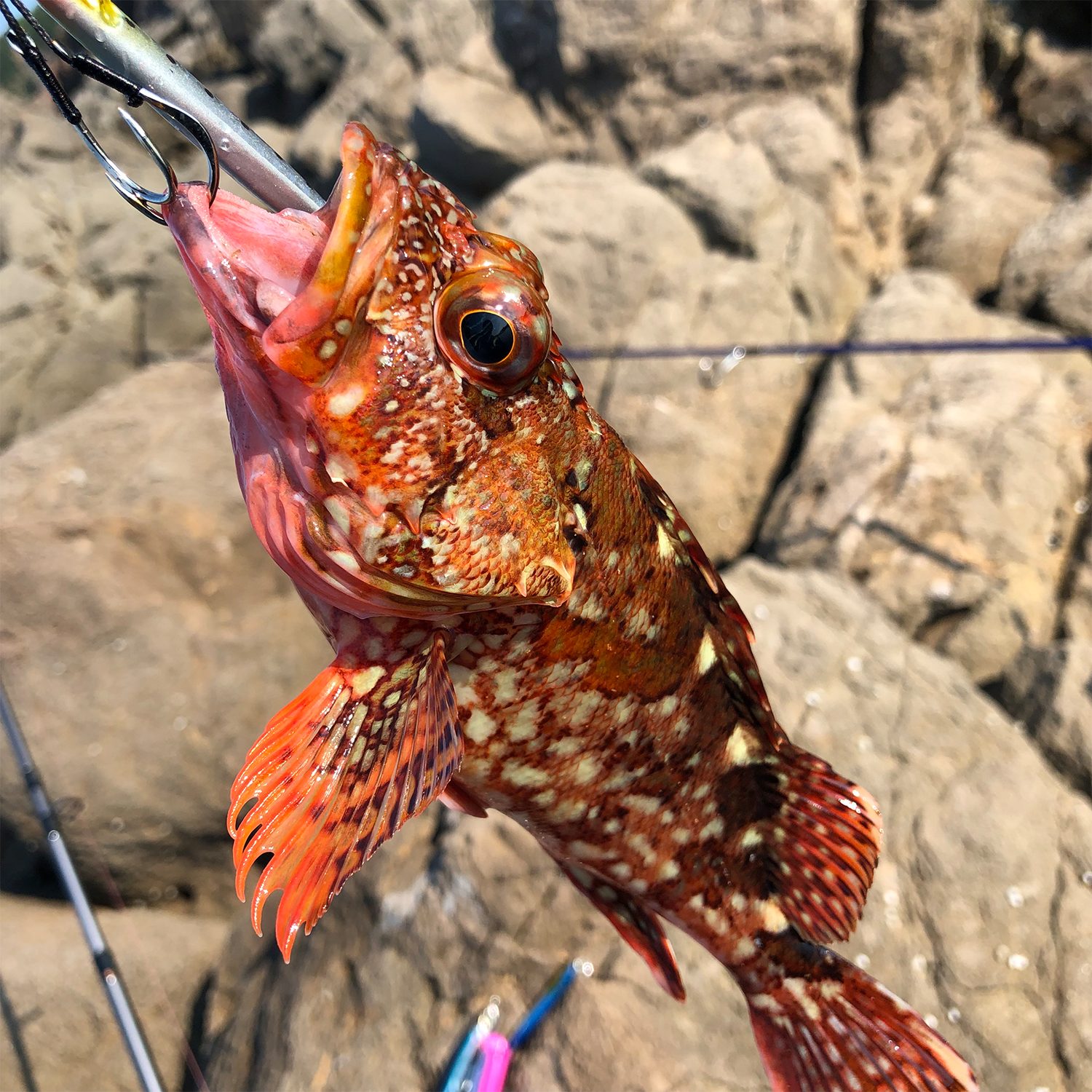 高級魚がおもしろいように釣れる やみつき必至の 根魚釣り のコツを初心者にもわかりやすく解説 Be Pal