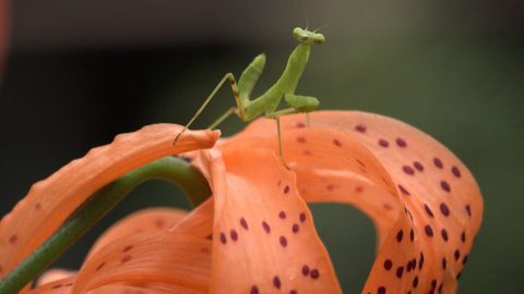 オニユリの上で遊び踊るカマキリの幼虫［読者投稿記事］