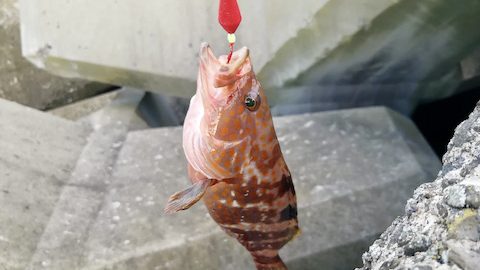 “卑怯”なほど簡単に釣れる「穴釣り」のすすめ。必要な道具・釣り方・注意点も解説