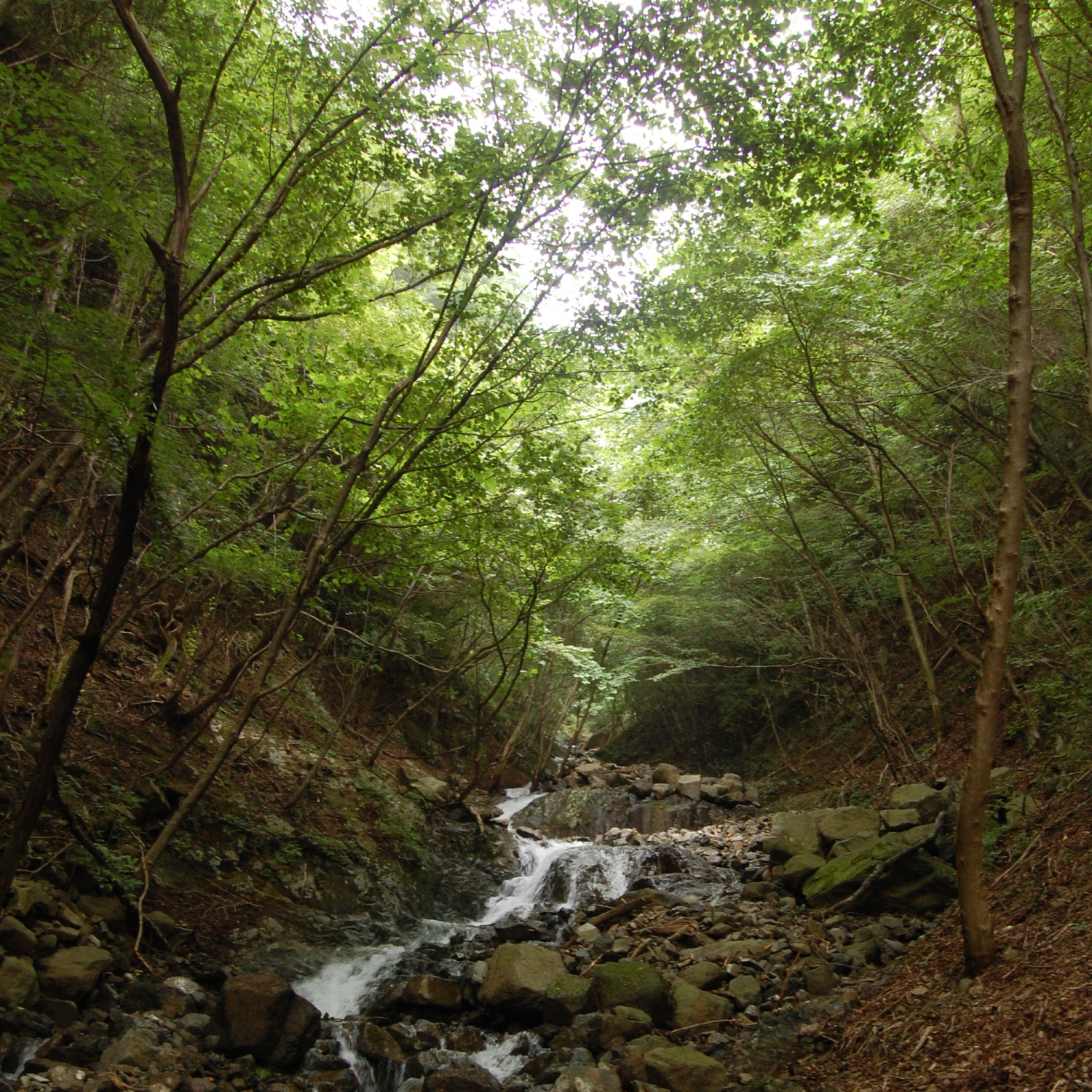 沢登り