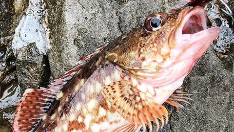 高級魚がおもしろいように釣れる！？やみつき必至の「根魚釣り」のコツを初心者にもわかりやすく解説！