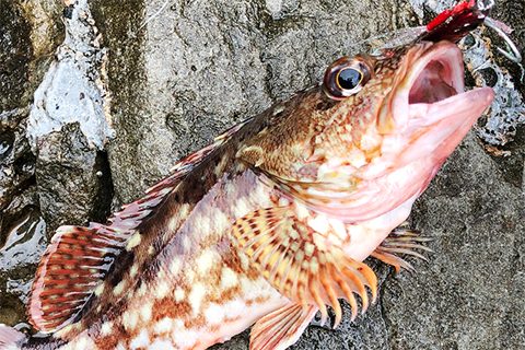 高級魚がおもしろいように釣れる！？やみつき必至の「根魚釣り」のコツを初心者にもわかりやすく解説！