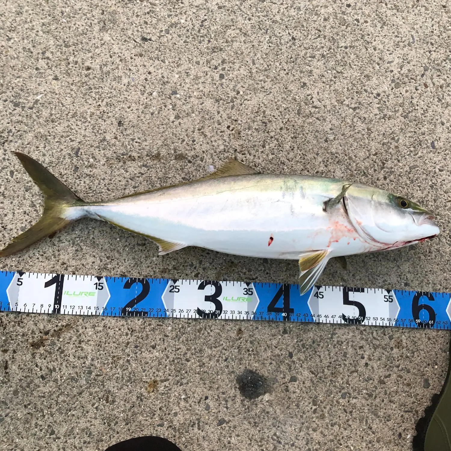 初心者は秋に挑戦しよう 釣って楽しい 食べて美味しい青物釣りのコツをわかりやすく解説 Be Pal 初心者は秋に挑戦しよう 釣って楽しい 食べて美味しい青物釣りのコツをわかりやすく解説 Be Pal