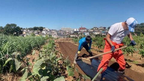 100倍速動画あり！冬に向けて大根を植えると、あの大横綱が登場！