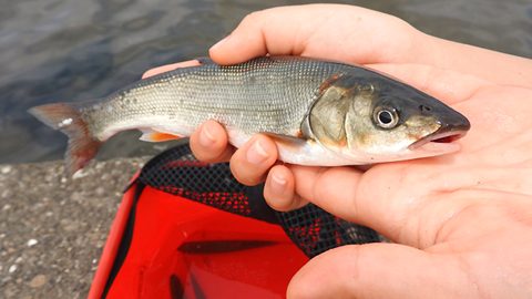 意外なアレで釣れた！コンビニで買える食材５つが釣り餌になるか実際に試してみた結果