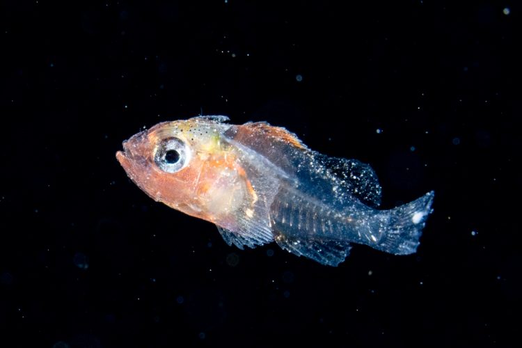 夏から秋にかけてがベストシーズン!海で見られる美しい稚魚たち | 海・川・カヌー 【BE-PAL】キャンプ、アウトドア、自然派生活の情報源ビーパル