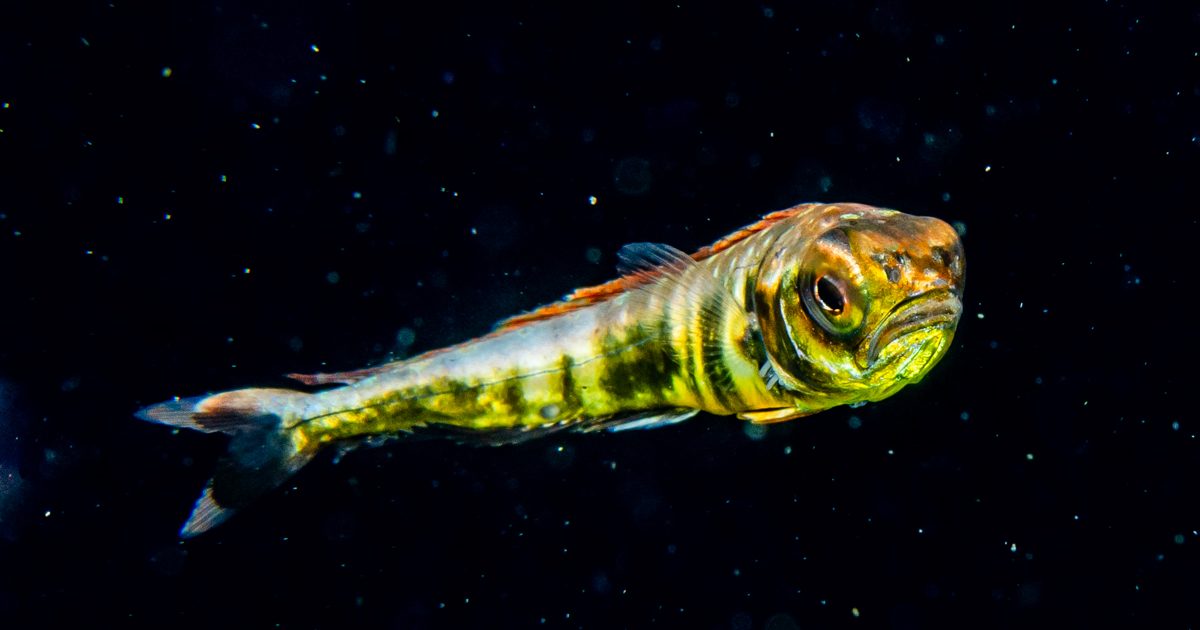 夏から秋にかけてがベストシーズン!海で見られる美しい稚魚たち | 海・川・カヌー 【BE-PAL】キャンプ、アウトドア、自然派生活の情報源ビーパル