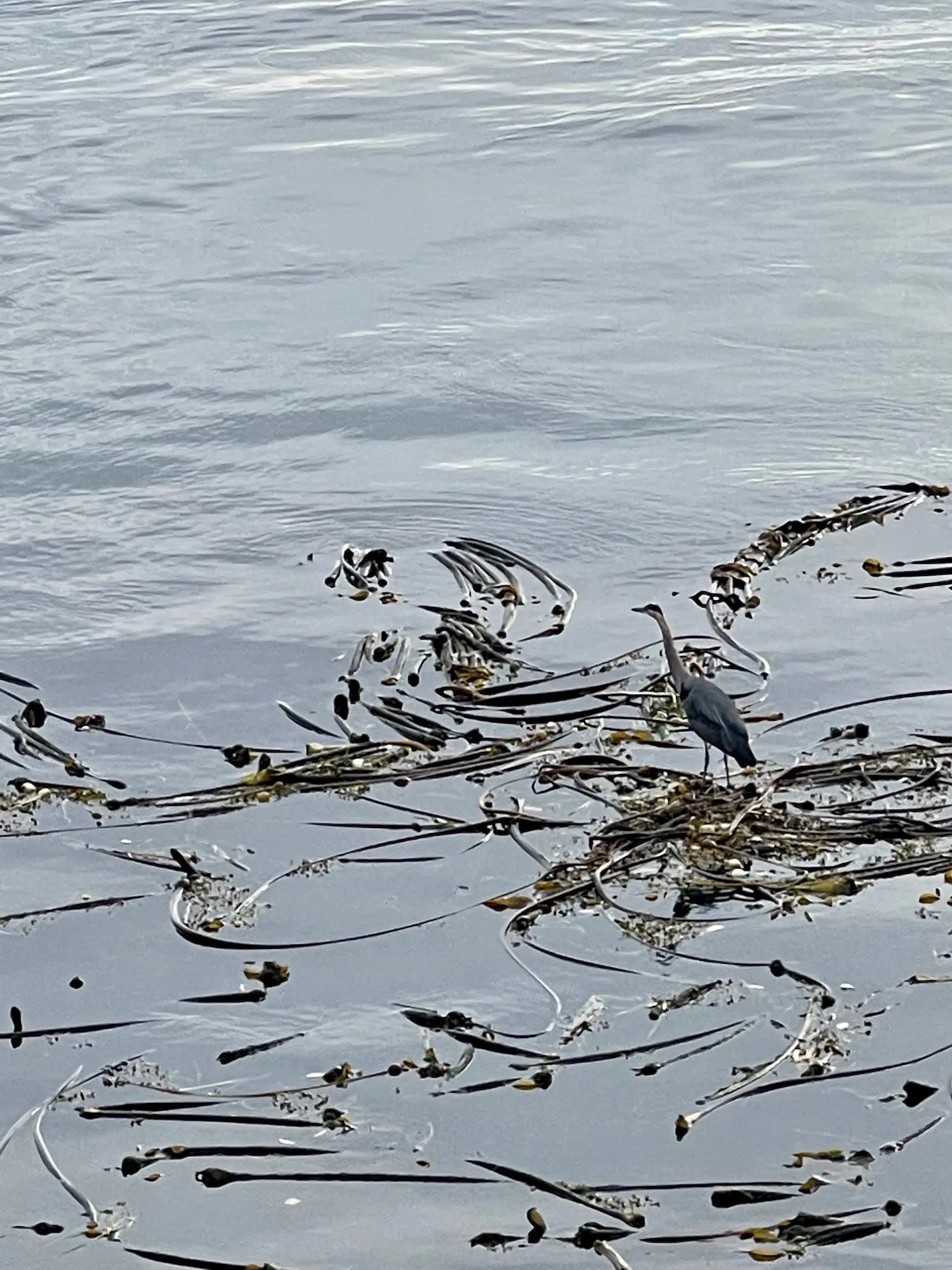 ムール貝 カメノテ アオサ アメリカ西海岸で豊富な海産物を採取 採集 ハンティング Be Pal キャンプ アウトドア 自然派生活の情報源ビーパル