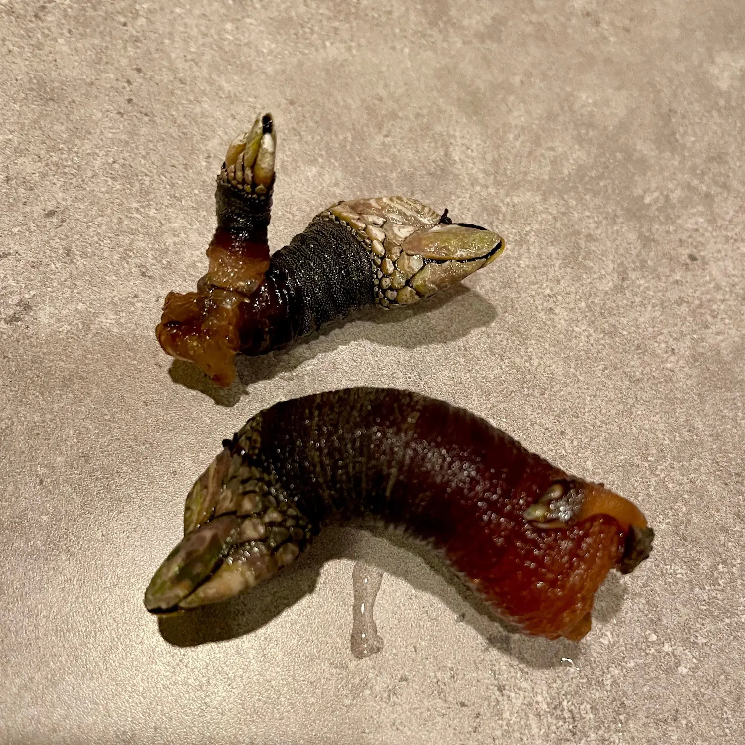 ムール貝 カメノテ アオサ アメリカ西海岸で豊富な海産物を採取 採集 ハンティング Be Pal キャンプ アウトドア 自然派生活の情報源ビーパル